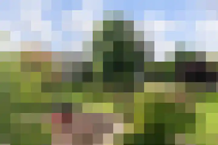 2e Eeldepad 49 Den Haag thumbnail 22