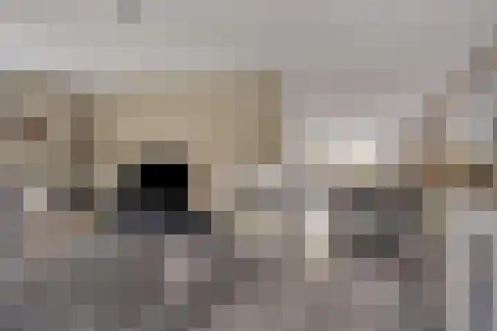 Aak 5 Gorredijk foto 2