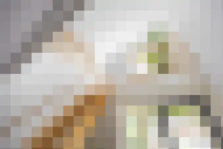 Aalscholver 20 Groningen thumbnail 24