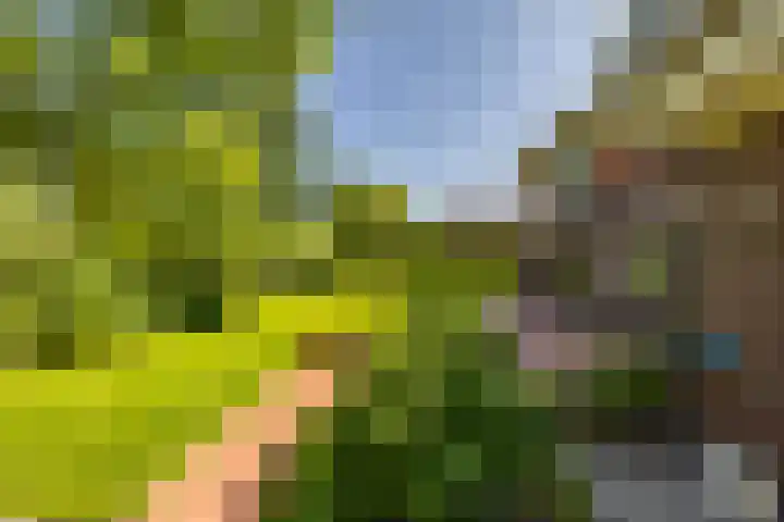 Aalscholver 20 Groningen thumbnail 48