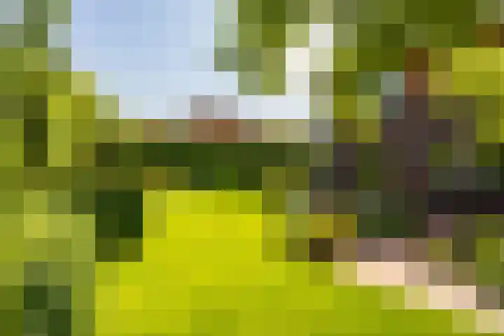 Aalscholver 20 Groningen thumbnail 49