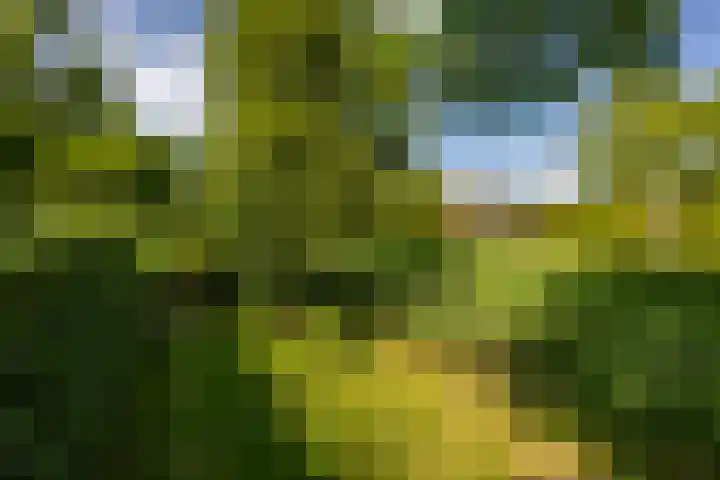 Aalscholver 20 Groningen thumbnail 50