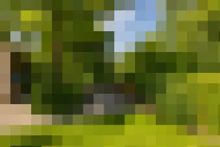 Aalscholver 20 Groningen thumbnail 52