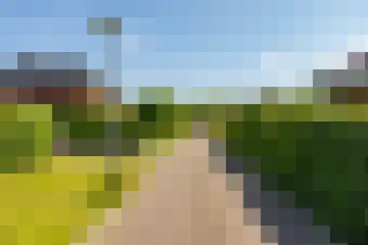 Aalscholver 20 Groningen thumbnail 55