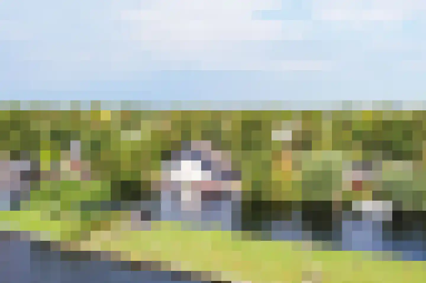 Aalscholver 27 Papendrecht thumbnail 14