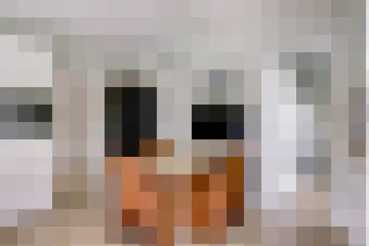 Aalscholver 3 Broek op Langedijk thumbnail 30
