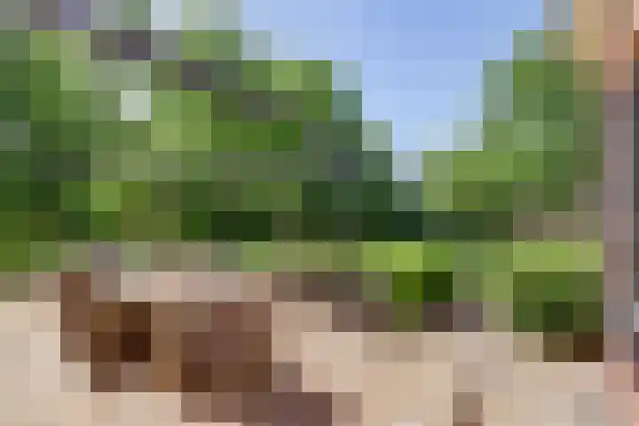 Aalscholver 3 Broek op Langedijk thumbnail 49