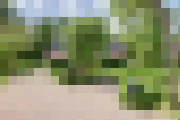 Aalscholver 3 Broek op Langedijk thumbnail 5