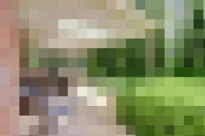 Aalscholver 3 Broek op Langedijk thumbnail 50