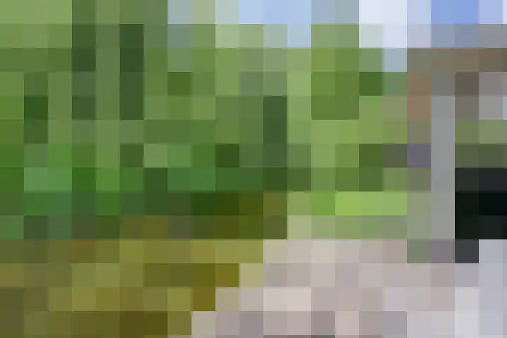 Aalscholver 3 Broek op Langedijk thumbnail 51