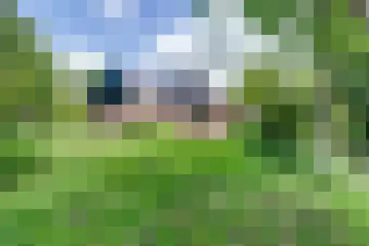 Aalscholver 3 Broek op Langedijk thumbnail 53