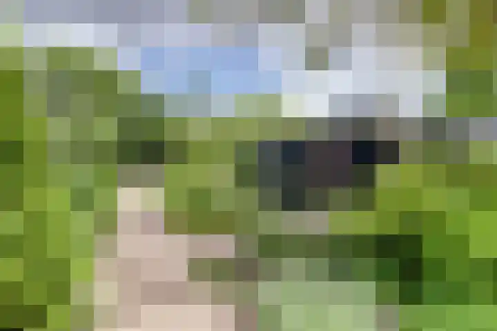 Aalscholver 3 Broek op Langedijk thumbnail 6