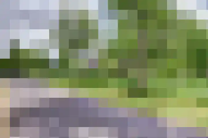Aalscholver 3 Broek op Langedijk thumbnail 60