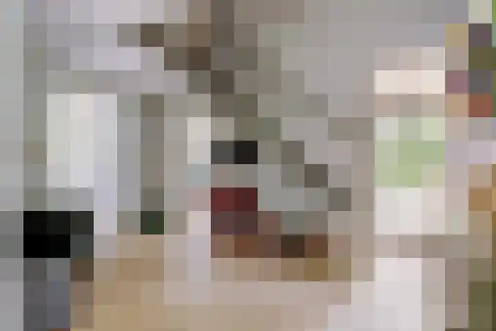Aalscholver 3 Broek op Langedijk thumbnail 9