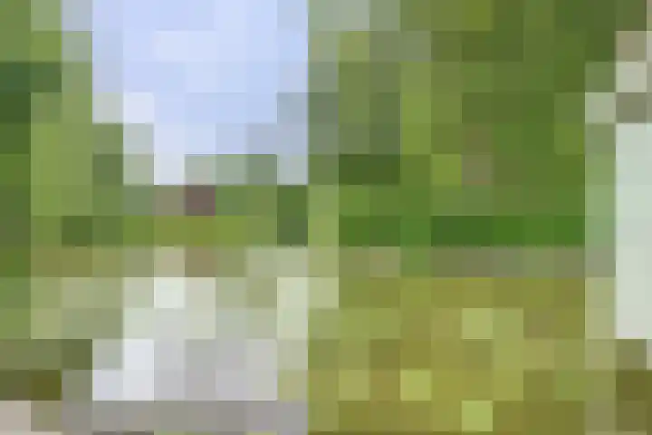 Aalscholver 5 Broek op Langedijk thumbnail 50