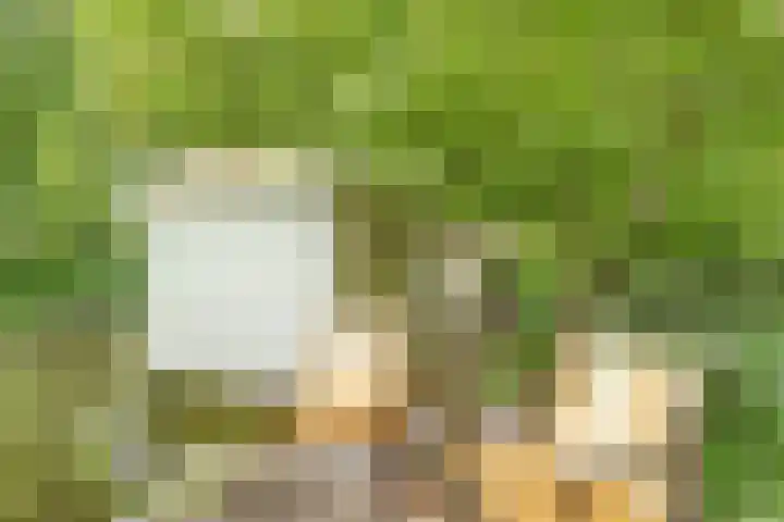 Aalscholver 5 Broek op Langedijk thumbnail 51