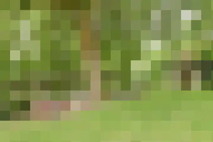 Aalscholver 5 Broek op Langedijk thumbnail 54