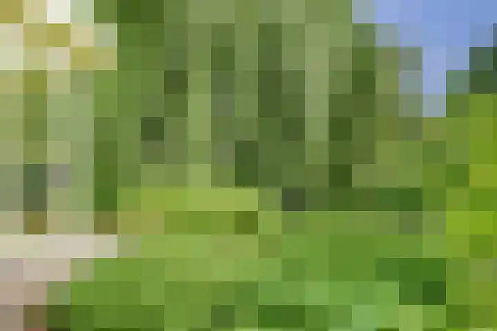 Aalscholver 5 Broek op Langedijk thumbnail 56