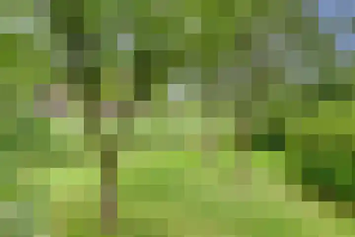 Aalscholver 5 Broek op Langedijk thumbnail 57