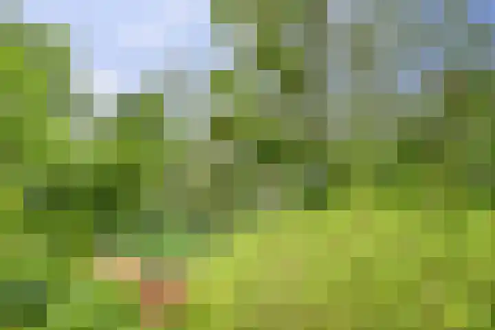 Aalscholver 5 Broek op Langedijk thumbnail 60