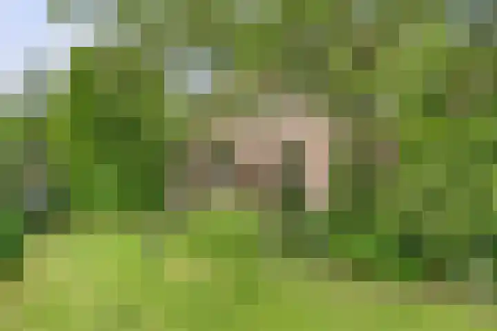 Aalscholver 5 Broek op Langedijk thumbnail 61
