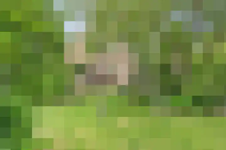 Aalscholver 5 Broek op Langedijk thumbnail 62