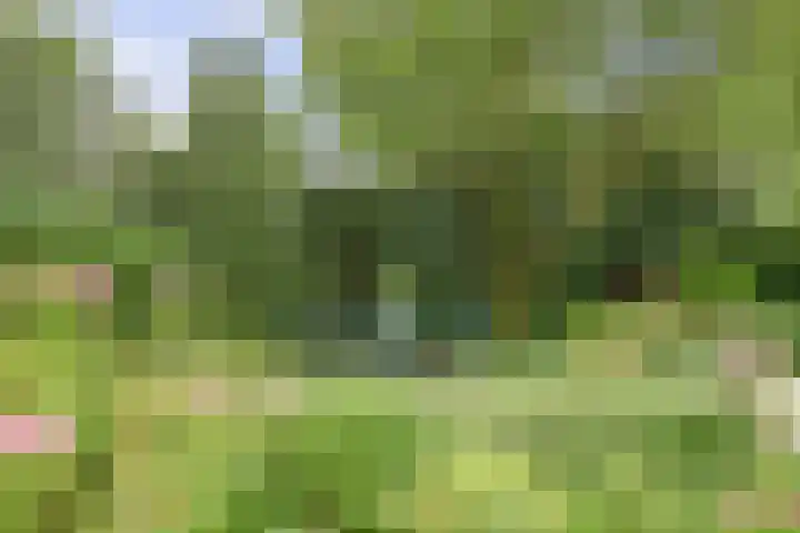 Aalscholver 5 Broek op Langedijk thumbnail 66