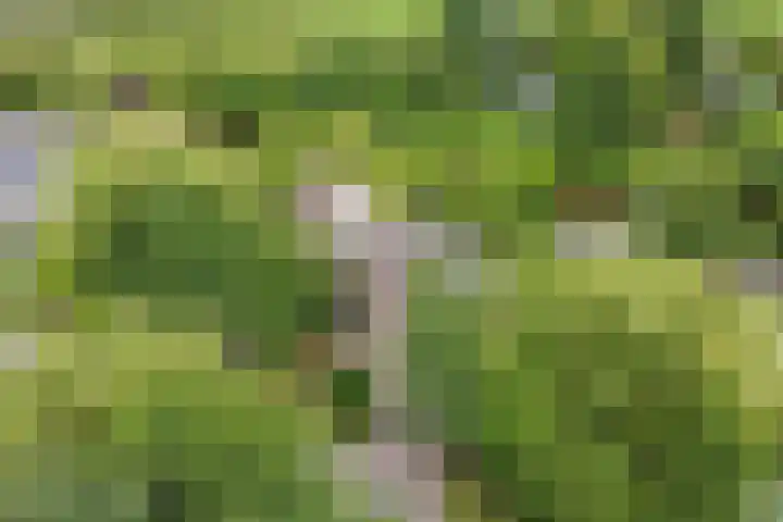 Aalscholver 5 Broek op Langedijk thumbnail 67