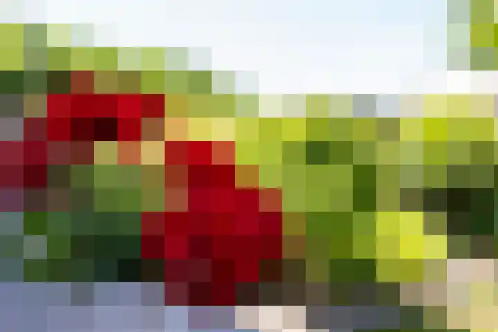 Aalscholverlaan 24 's-Hertogenbosch thumbnail 24