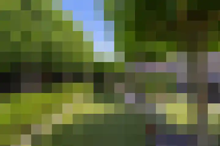 Aalscholverlaan 24 's-Hertogenbosch thumbnail 27