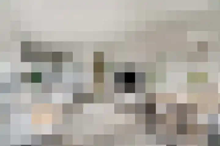 Aalscholversingel 110 Velp thumbnail 21
