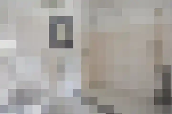 Aalscholversingel 416 Velp thumbnail 25