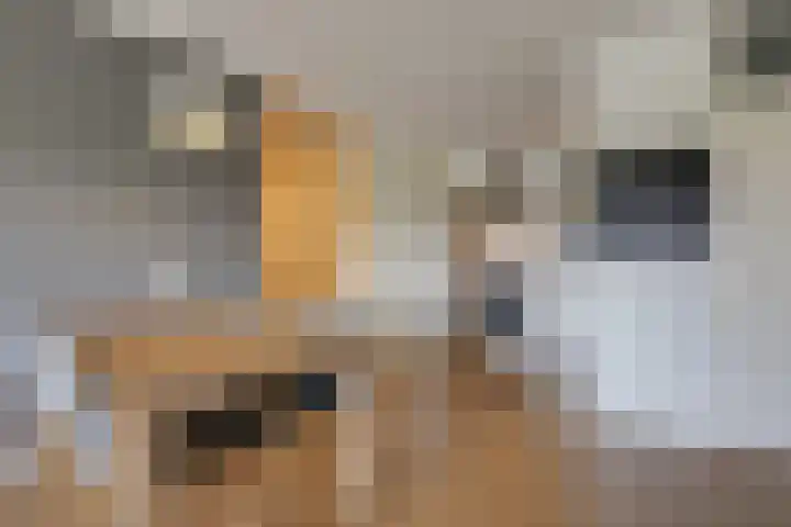 Aalscholversingel 448 Velp thumbnail 9
