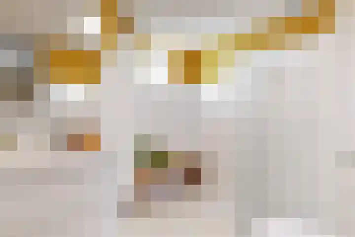 Aalscholversingel 68 Velp thumbnail 11