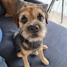 Foto van Abeltje (kantoorhond)