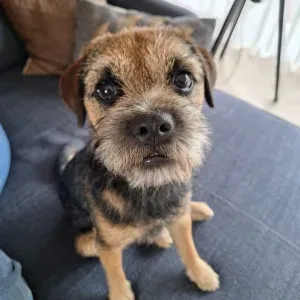 Foto van Abeltje (kantoorhond)