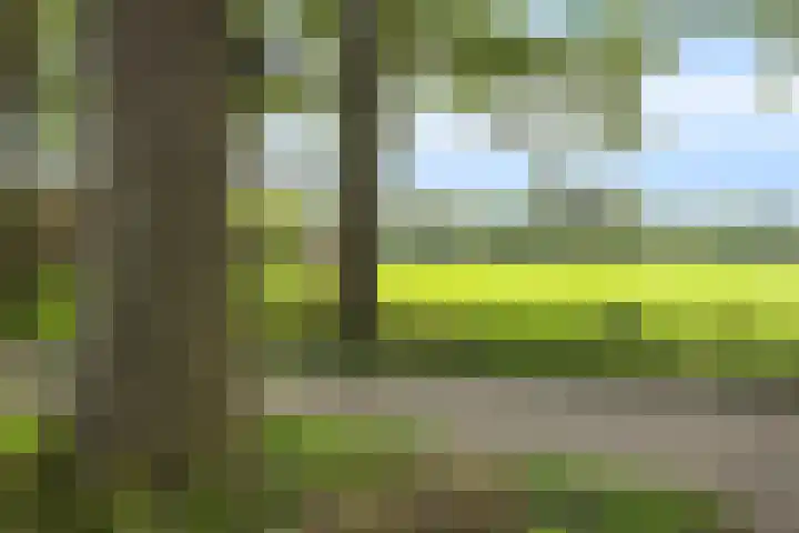 Acacia 11 Heino thumbnail 33
