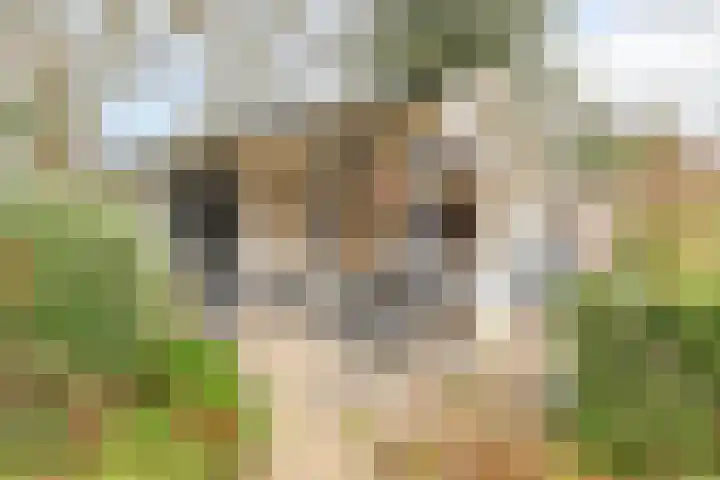 Acacia 36 Helmond thumbnail 32