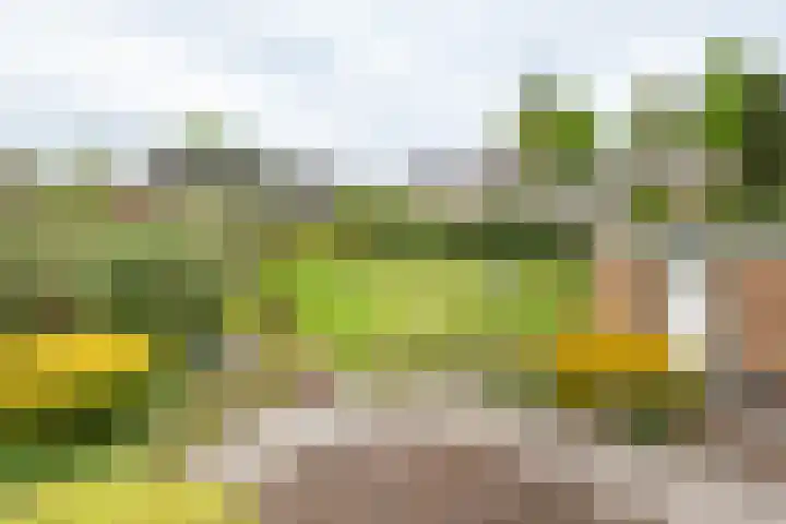 Acacialaan 2 Netterden thumbnail 35