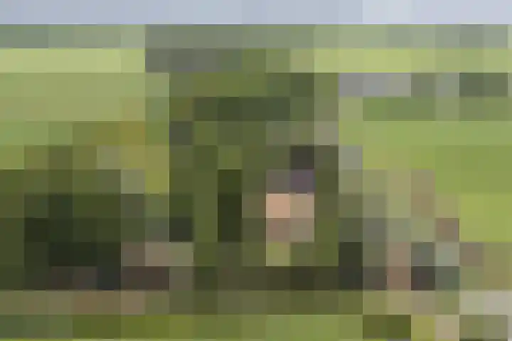 Achterdijk 1 Arkel thumbnail 56