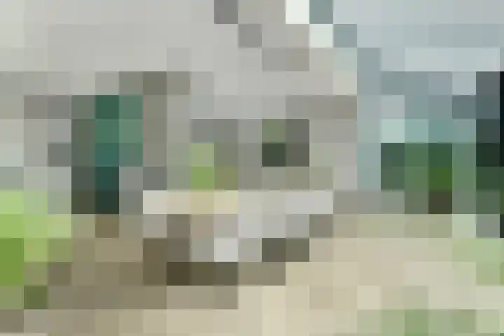 Achterhoeven 3 Dongen thumbnail 18