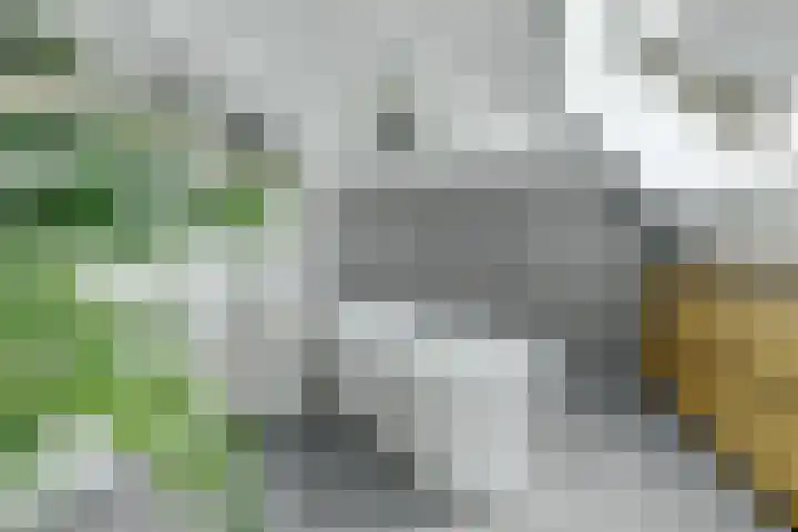 Achterhoeven 3 Dongen thumbnail 36