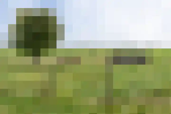 Achterland 15 a Groot-Ammers thumbnail 37