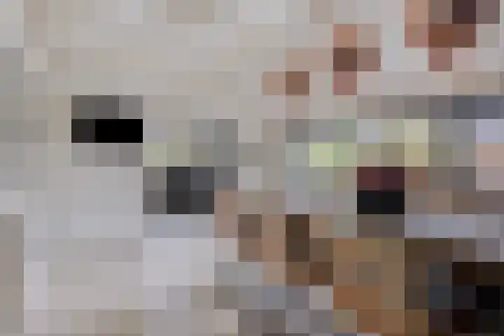 Achterste Erm 1 Erm thumbnail 10