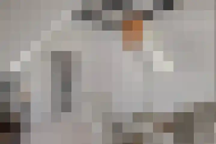 Achterste Erm 1 Erm thumbnail 24
