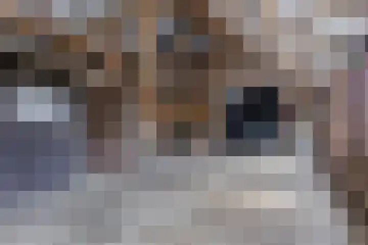 Achterste Erm 1 Erm thumbnail 51