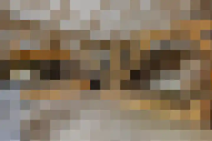 Achterste Erm 1 Erm thumbnail 54