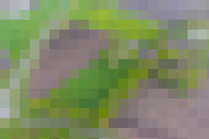 Achterste Erm 1 Erm thumbnail 73