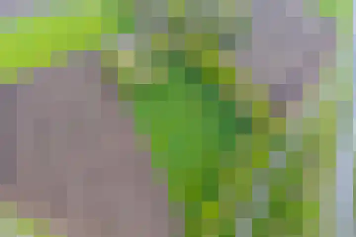 Achterste Erm 1 Erm thumbnail 74