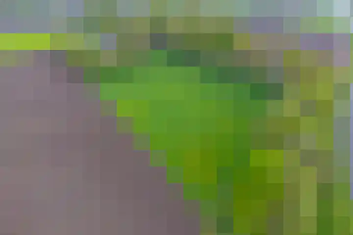 Achterste Erm 1 Erm thumbnail 75